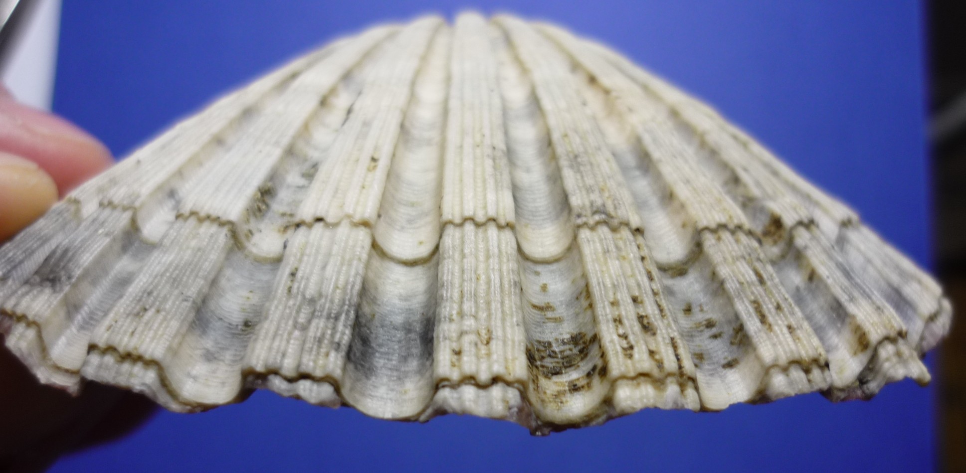 Pecten jacobeus